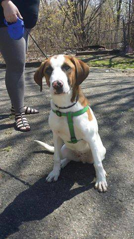 Eddie, another fire survivor who is still up for adoption. He is 9 months old and is waiting for his forever home!