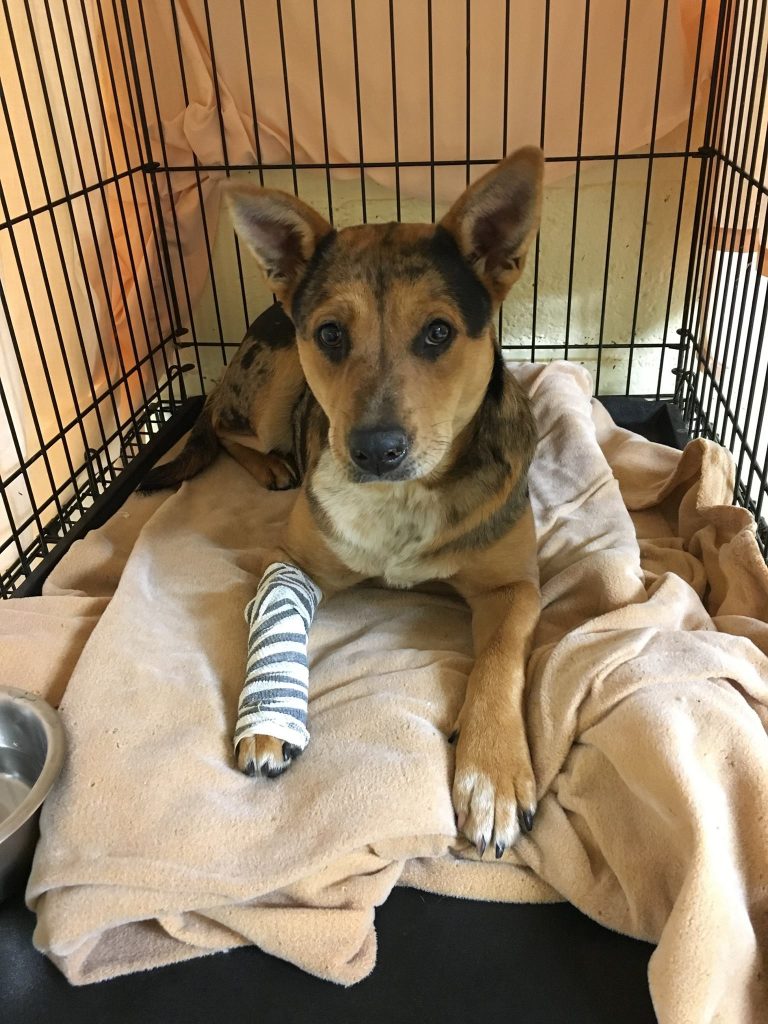 Rescue_Dogs_New_Jersey 