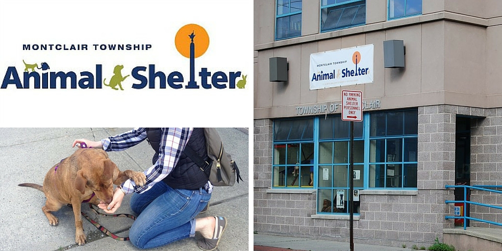 An Insider's View of Montclair Township Animal Shelter Voices of Nutley