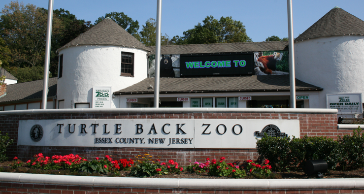 Turtle-Back-Zoo