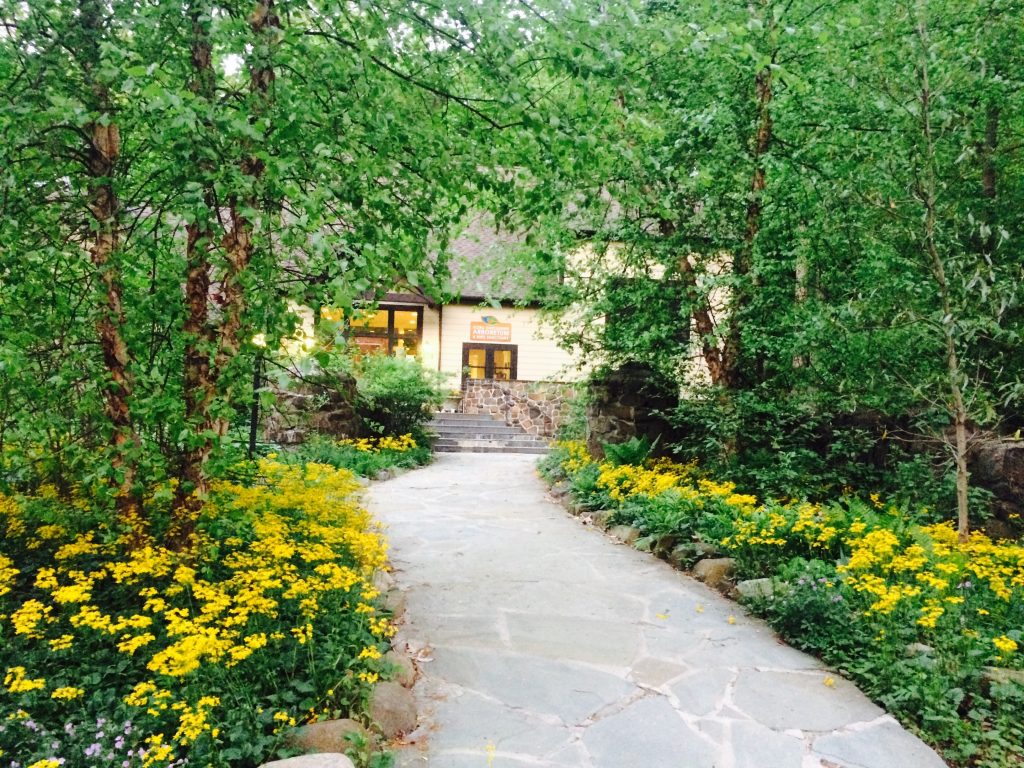 cherry blossom festival