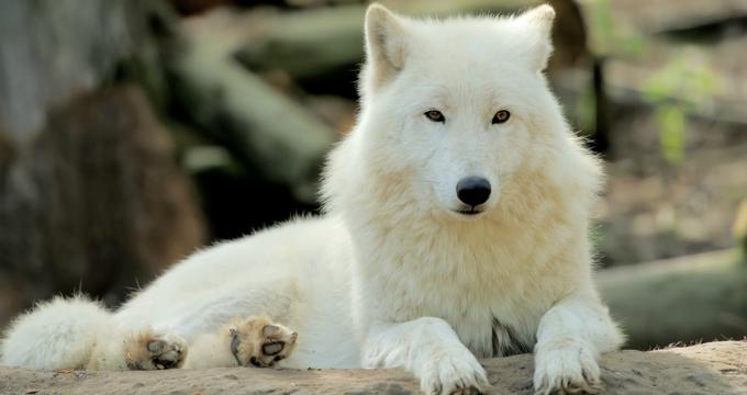 cherry blossom festival